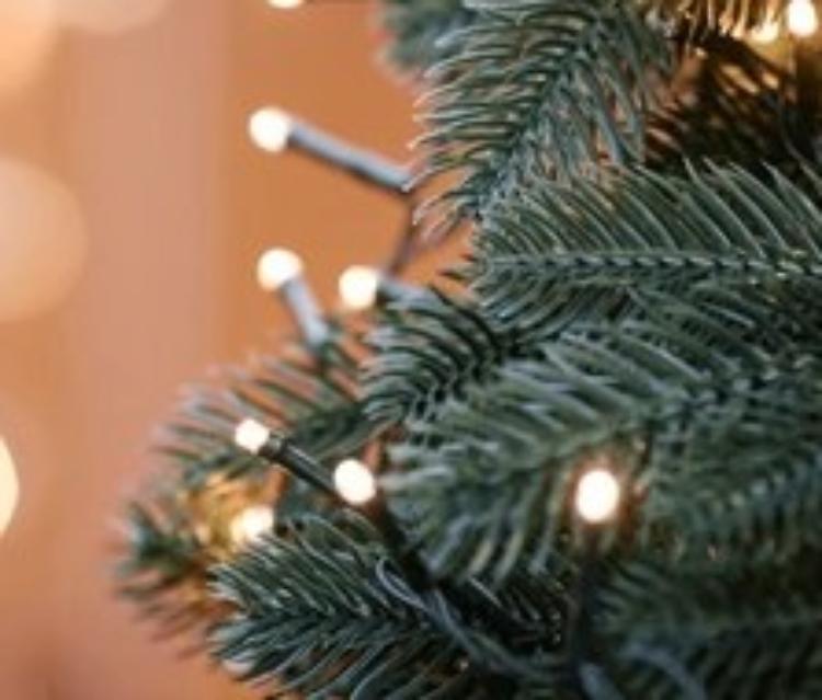 Sulle luminarie veleni  fuori stagione