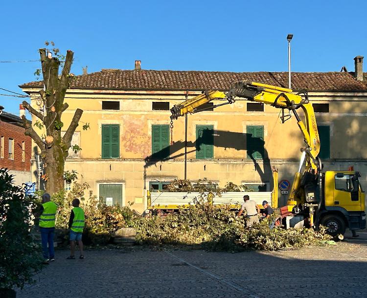 Addio alla storica quercia di piazza Garibaldi
