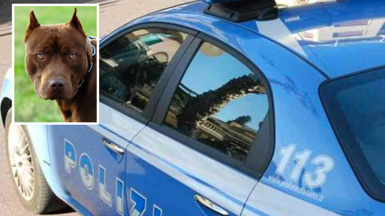 Rapina con il pitbull, la Polizia identifica uno degli aggressori