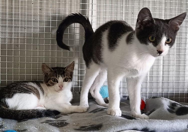 Oasi felina di via De Chirico in emergenza: oltre 100 gatti tra cuccioli e adulti