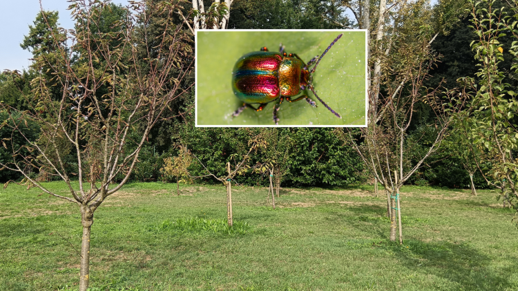 L’insetto-killer attacca il parco: è allarme 