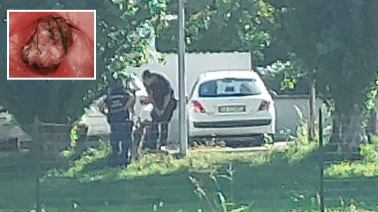 Bocconi sospetti nei giardini: allarme per gli amici a quattro zampe
