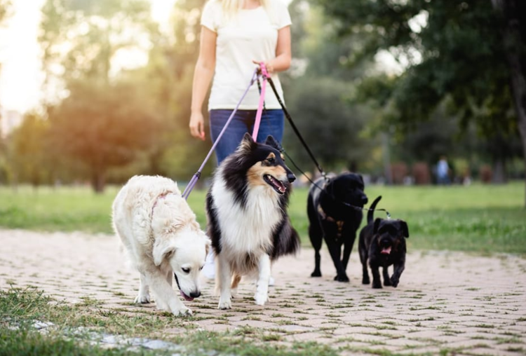 Dog sitter, un corso anti abusivi