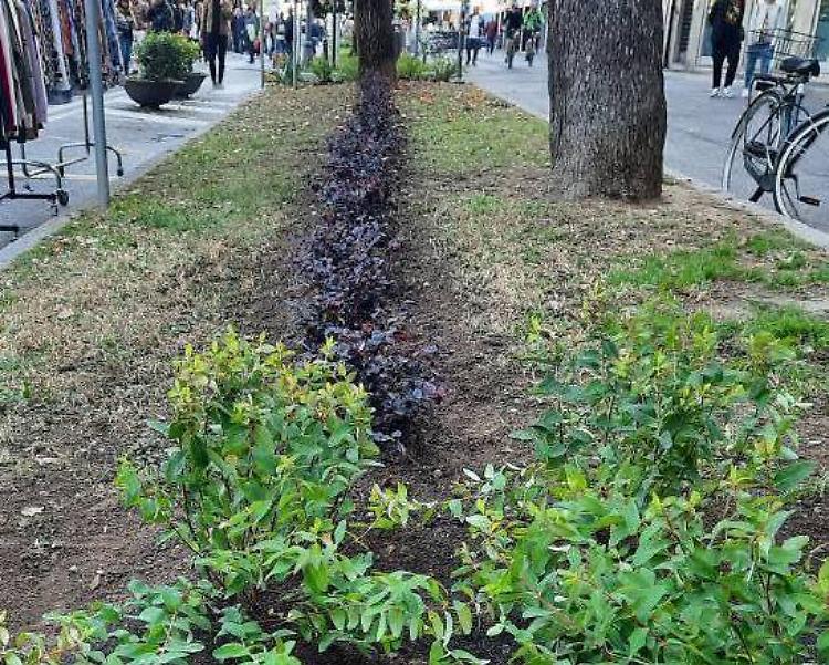 Viale Repubblica: il quartiere  ‘adotta’ le aiuole
