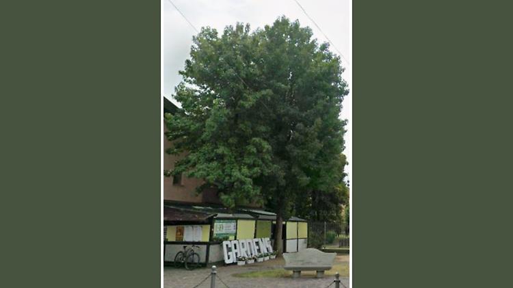 Verde malato: a rischio venti piante