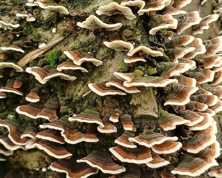 Bosco Didattico: l'ultima apertura domenicale 