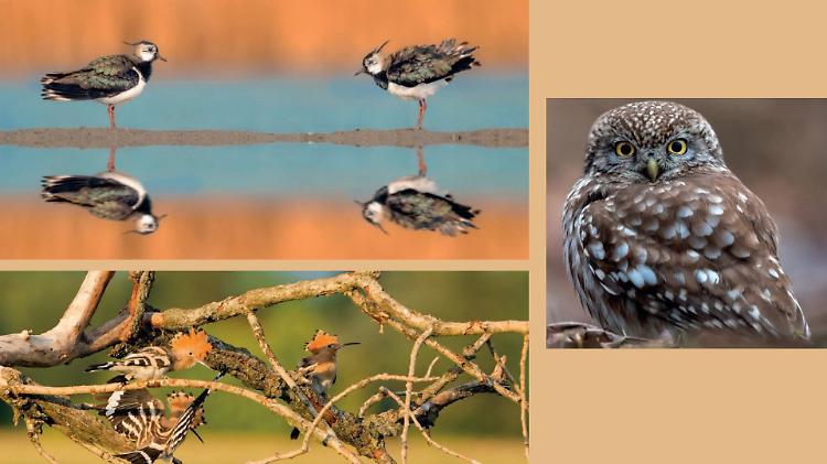 Le pavoncelle regine del fiume Serio