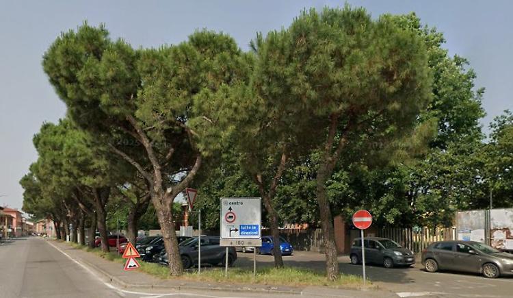 Via i pini marittimi di via Vailate, tra polemiche e sicurezza