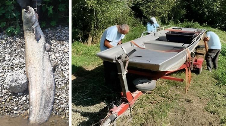 Allarme siluri, nel Serio catturati 521 esemplari