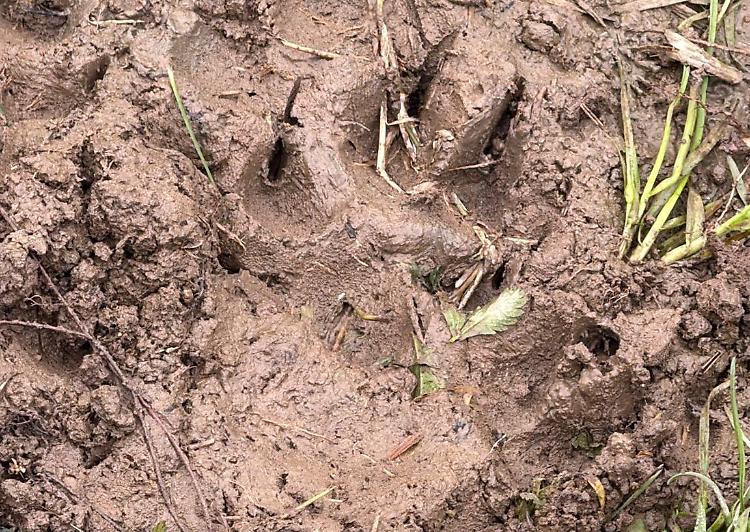 Vitella sbranata dai lupi, allarme nel territorio
