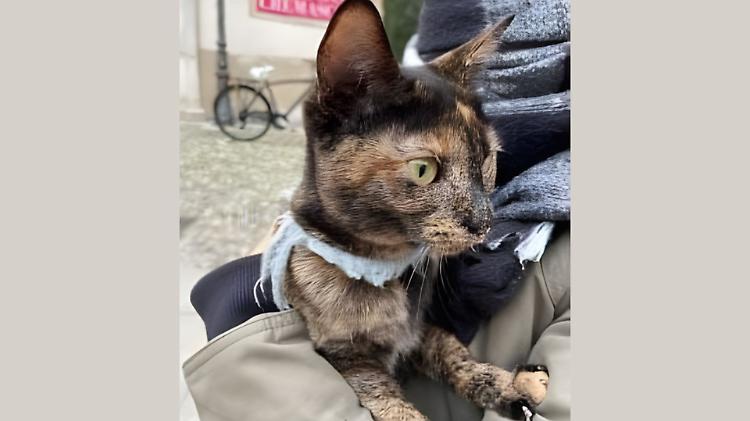 Gattina sparita a Palazzo Pignano e ritrovata a Crema: un mistero a lieto fine