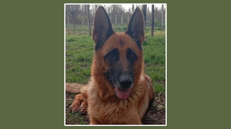 &laquo;Mi ha avvelenato il cane&raquo;