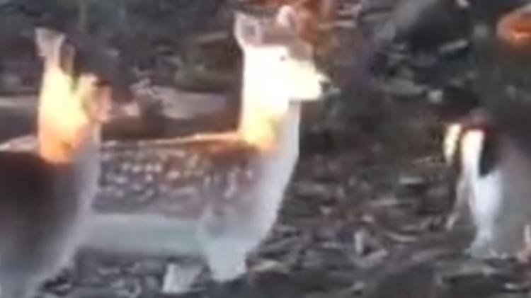 Ecco i daini, per casa il Bertolino