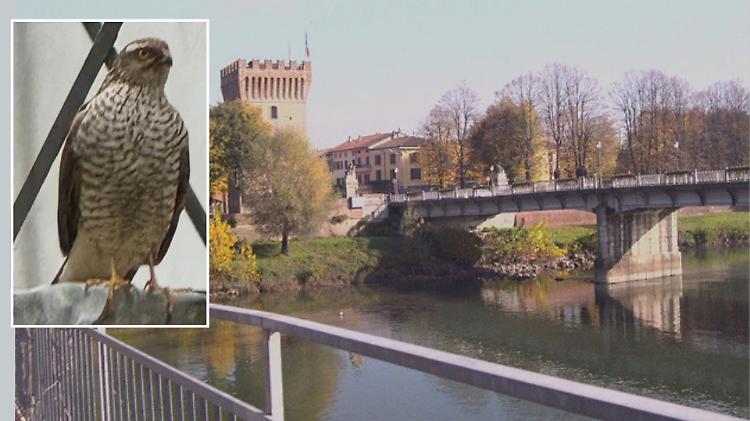 Uno sparviere tra i tetti del centro storico sorprende residenti e passanti