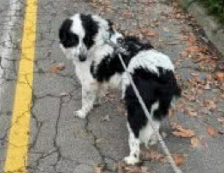 Ritrovata Bella: lieto fine dopo giorni di ricerche