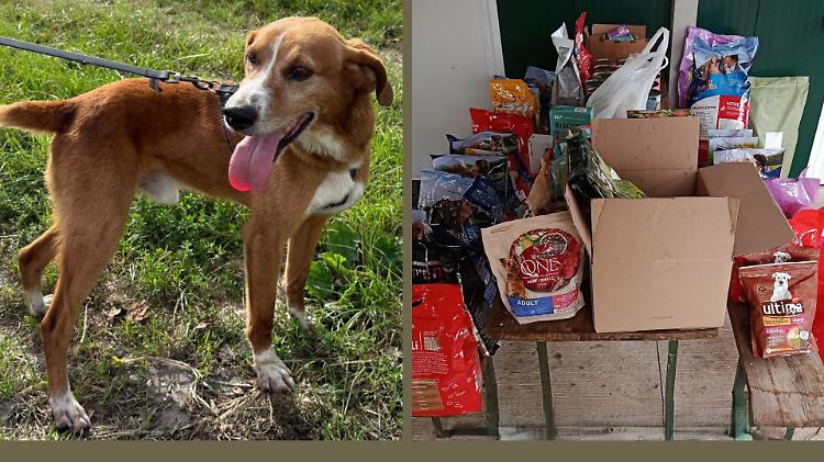 Rifugio del cane: ripartono le adozioni