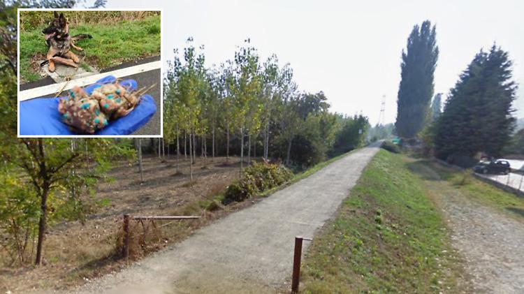 Allarme bocconi avvelenati lungo il Serio: cresce la paura tra i proprietari di cani