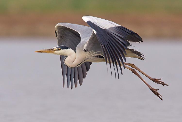Parco del Serio habitat ideale per gli uccelli