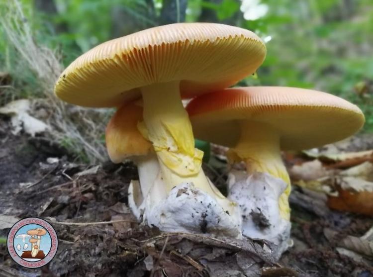 Corso base di introduzione alla micologia